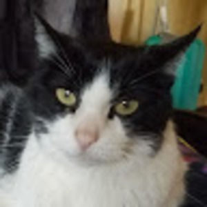 Meet your Posher, Bobby